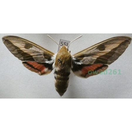 Hyles euphorbiae (Linnaeus, 1758) Czech 61mm55k